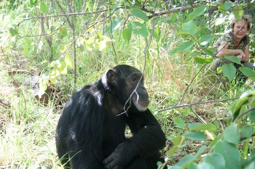Hahn Gombe Field Chimp
